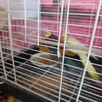 فروش جفت عروس هلندی