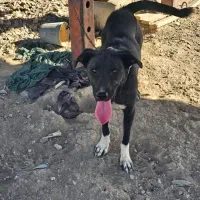 واگذاری سگ بومی