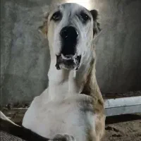 توله خراسانی