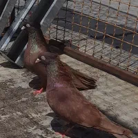 کبوتر  زاع آبادانی و طوقی