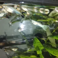 ماهی گوپی کاشمر|ماهی|کاشمر, |دیوار