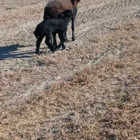 گوسفند بره دار حیوانات مزرعه