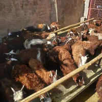 کهره خوشکل|حیوانات مزرعه|مرودشت, نقش رستم|دیوار