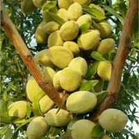 فروش نهال های با کیفیت و اصلاح شده|خدمات باغبانی و درختکاری|کرمانشاه, |دیوار