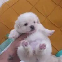 توله سگ جیبی عروسکی فقط ۲۹۰۰