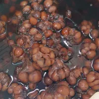 ترشی سیر ۴ساله|خوردنی و آشامیدنی|شیراز, رکن‌آباد|دیوار