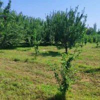 باغچه-500-متر-شورکندیولی-قره-گوزایل