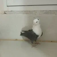 جوانه کربلایی کاکل