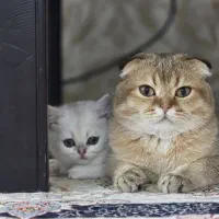 گربه نر