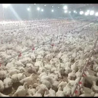 کارشناس مرغداری گوشتی