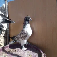 کبوتر زینتی|پرنده|مهاباد (آذربایجان غربی), |دیوار
