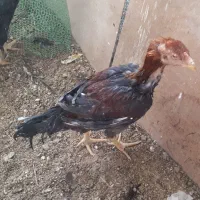 خروس ویاندوت آمریکایی و خروس لاری|حیوانات مزرعه|سبزوار, امیر کبیر|دیوار