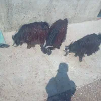 تروشت کبابی