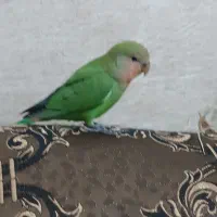 طوطی برزیلی|پرنده|شیراز, شاپورجان|دیوار