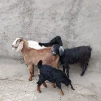 3عددبزپاکستانی زایده وابستن شکم اول|حیوانات مزرعه|اراک, |دیوار