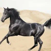 اسب اخته دوخون پرشی