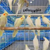 عروس هلندی|پرنده|شیراز, لب آب|دیوار