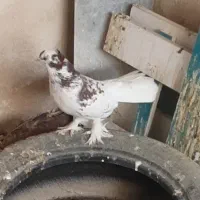 کبوتر