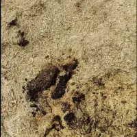 کاه سیاه شده