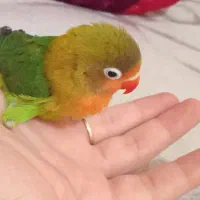 کوتوله برزیلی