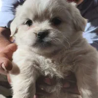 توله پاکوتاه شیتزو