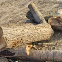 خرید چوب باغات|خدمات باغبانی و درختکاری|چناران, |دیوار