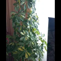 تعدای گل فروشی  مهاجران فرهنگیان.
