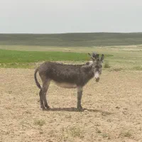 هادی|حیوانات مزرعه|بزینه رود, |دیوار