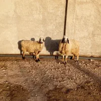 دو عدد میش جوان