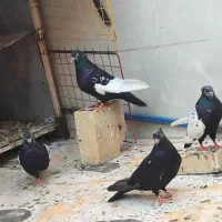 کبوتر سینه سیاه