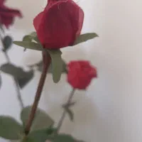 گلدان گل رز|گل مصنوعی|همدان, |دیوار