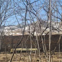 نهال گردو|خدمات باغبانی و درختکاری|قیدار, |دیوار