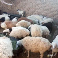 تعدادی بره بزغاله و...