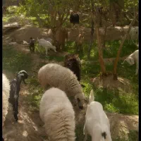 فروش بز  آبستن  و کره .میش آبستن وبره.در مهریز