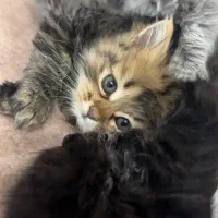 بچه گربه نژاد اسکاتیش چینچیلا