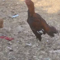 تخم مرغ نطفه دار  لاری اصیل