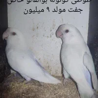 طوطی کوتوله ( برزیلی ) رنگ و نژادهای خاص ..