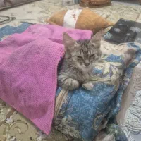 واگذاری رایگان بچه گربه ماده