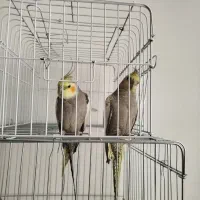 سلام سه تا عروس هلندی فروشی|پرنده|باغ بهادران, |دیوار