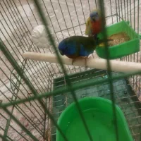 طوطی نئوفما شاهکار زیبایی|پرنده|تهران, شهرک هما|دیوار