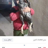 جوجه مرغ لاری اوشاموافغان