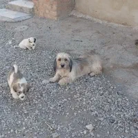 واگذاری توله شصت روزه