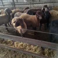 بره|حیوانات مزرعه|گرگان, |دیوار