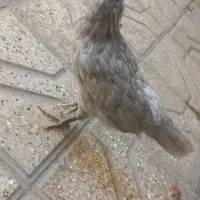جوجه محلی نژاد دار