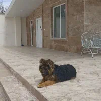 سگ ژرمن نر اصیل ۶ماهه خوی