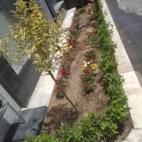 خدمات باغبانی سعیدی به تمام نقاط تهران