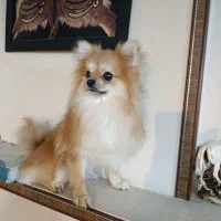 سگ پامرین|سگ|گرگان, |دیوار