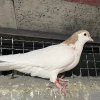 کفتر|پرنده|تربت جام, پاسداران|دیوار