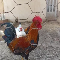 مرغ وخروس|حیوانات مزرعه|چمران, |دیوار