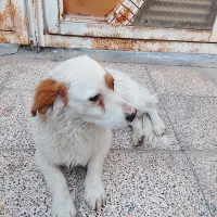 واگذاری سگ پاکوتاه